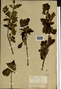 Quercus robur L., Eastern Europe, Moscow region (E4a) (Russia)