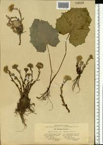 Tussilago farfara L., Eastern Europe, North-Western region (E2) (Russia)