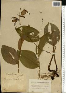 Cypripedium calceolus L., Eastern Europe, Volga-Kama region (E7) (Russia)