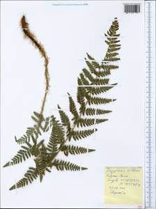 Dryopteris villarii (Bell) Woyn. ex Schinz & Thell., Crimea (KRYM) (Russia)
