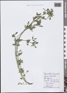 Trigonella procumbens (Besser) Rchb., Crimea (KRYM) (Russia)