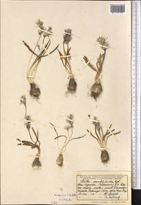 Fessia puschkinioides (Regel) Speta, Middle Asia, Western Tian Shan & Karatau (M3) (Kazakhstan)