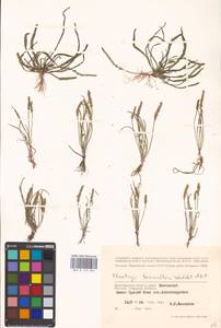 Plantago tenuiflora Waldst. & Kit., Eastern Europe, Lower Volga region (E9) (Russia)