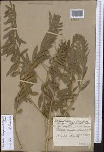Euphorbia lamprocarpa (Prokh.) Prokh., Middle Asia, Muyunkumy, Balkhash & Betpak-Dala (M9) (Kazakhstan)