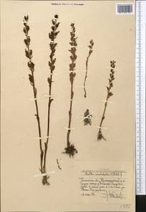 Neottia camtschatea (L.) Rchb.f., Middle Asia, Western Tian Shan & Karatau (M3) (Uzbekistan)