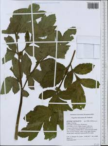 Angelica decurrens (Ledeb.) B. Fedtsch., South Asia, South Asia (Asia outside ex-Soviet states and Mongolia) (ASIA) (China)