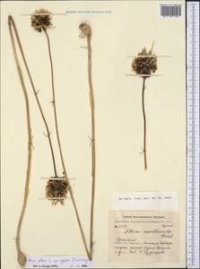 Allium paniculatum subsp. pallens (L.) K.Richt., Middle Asia, Kopet Dag, Badkhyz, Small & Great Balkhan (M1) (Turkmenistan)