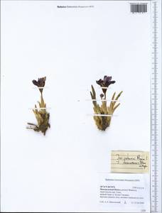Iris potaninii Maxim., South Asia, South Asia (Asia outside ex-Soviet states and Mongolia) (ASIA) (Nepal)