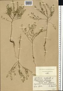 Lepidium ruderale L., Eastern Europe, Central region (E4) (Russia)