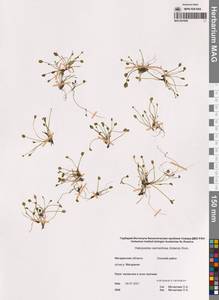 Ranunculus hyperboreus Rottb., Siberia, Chukotka & Kamchatka (S7) (Russia)