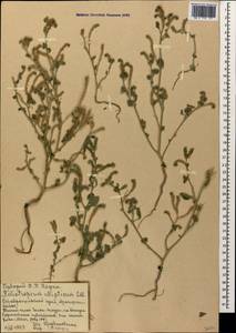 Heliotropium ellipticum Ledeb., Caucasus, Stavropol Krai, Karachay-Cherkessia & Kabardino-Balkaria (K1b) (Russia)