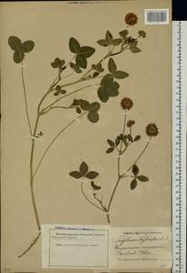 Trifolium hybridum L., Eastern Europe, Latvia (E2b) (Latvia)