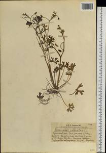 Ranunculus sceleratus L., Siberia, Altai & Sayany Mountains (S2) (Russia)