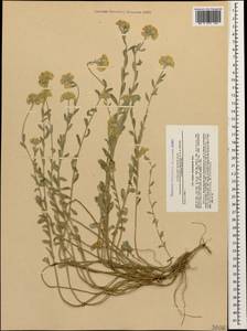 Alyssum trichostachyum Rupr., Caucasus, Black Sea Shore (from Novorossiysk to Adler) (K3) (Russia)