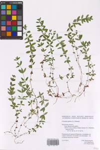 Cruciata glabra (L.) Opiz, Eastern Europe, Central region (E4) (Russia)