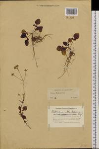 Valeriana martjanovii Krylov, Siberia, Western (Kazakhstan) Altai Mountains (S2a) (Kazakhstan)