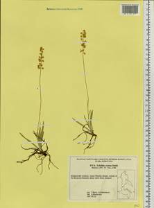 Tofieldia cernua Sm., Siberia, Russian Far East (S6) (Russia)