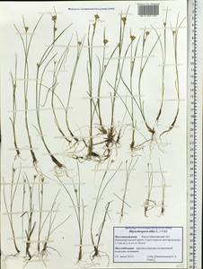 Rhynchospora alba (L.) Vahl, Siberia, Western Siberia (S1) (Russia)