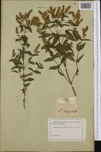 Mentha spicata L., Western Europe (EUR) (Not classified)
