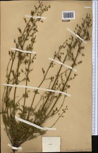 Scrophularia incisa Weinm., Middle Asia, Western Tian Shan & Karatau (M3)