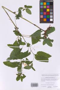 Impatiens noli-tangere L., Eastern Europe, Moscow region (E4a) (Russia)