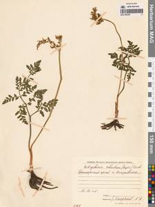 Sceptridium robustum (Rupr.) Lyon, Siberia, Russian Far East (S6) (Russia)