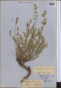 Oxytropis capusii Franch., Middle Asia, Western Tian Shan & Karatau (M3) (Not classified)