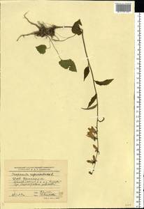 Campanula rapunculoides L., Eastern Europe, Belarus (E3a) (Belarus)