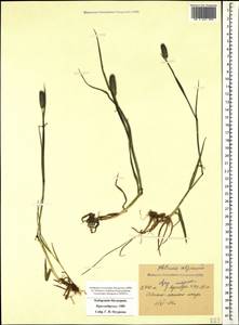 Phleum alpinum L., Caucasus, Stavropol Krai, Karachay-Cherkessia & Kabardino-Balkaria (K1b) (Russia)