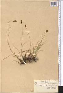 Carex divisa Huds., Middle Asia, Kopet Dag, Badkhyz, Small & Great Balkhan (M1) (Turkmenistan)