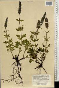 Nepeta multifida L., Mongolia (MONG) (Mongolia)