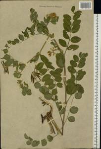 Astragalus glycyphyllos L., Eastern Europe, Moscow region (E4a) (Russia)