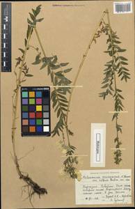 Polemonium caucasicum, Middle Asia, Western Tian Shan & Karatau (M3) (Kyrgyzstan)