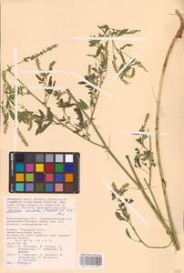 Melilotus dentatus (Waldst. & Kit.) Desf., Eastern Europe, Lower Volga region (E9) (Russia)