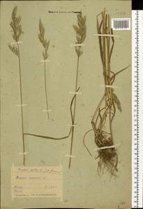 Bromus hordeaceus L., Eastern Europe, Belarus (E3a) (Belarus)