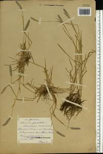 Alopecurus geniculatus L., Eastern Europe, Central forest region (E5) (Russia)