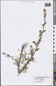 Artemisia marschalliana Spreng., Eastern Europe, Middle Volga region (E8) (Russia)