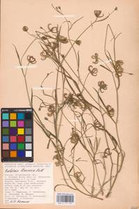 Koelpinia linearis Pall., Eastern Europe, Lower Volga region (E9) (Russia)