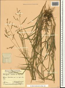 Cleistogenes serotina (L.) Keng, Crimea (KRYM) (Russia)