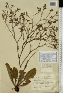 Limonium scoparium (Pall. ex Willd.) Stankov, Eastern Europe, Lower Volga region (E9) (Russia)