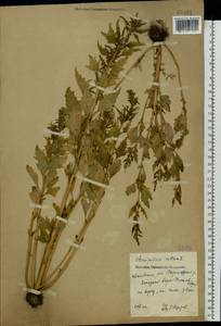 Oxybasis rubra (L.) S. Fuentes, Uotila & Borsch, Eastern Europe, Central forest region (E5) (Russia)