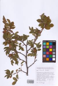 Rosa dumalis Bechst., Eastern Europe, Central forest-and-steppe region (E6) (Russia)