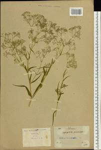 Gypsophila paniculata L., Eastern Europe, North Ukrainian region (E11) (Ukraine)