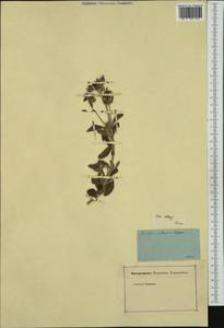 Cistus creticus, Western Europe (EUR) (Italy)