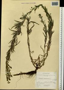 Artemisia dracunculus L., Siberia, Baikal & Transbaikal region (S4) (Russia)