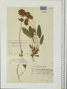 Anthyllis vulneraria subsp. polyphylla (DC.)Nyman, p.p., Eastern Europe, Moscow region (E4a) (Russia)