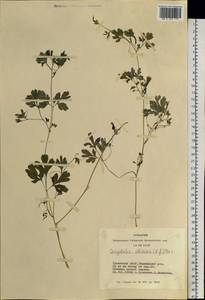 Corydalis sibirica (L. fil.) Pers., Siberia, Altai & Sayany Mountains (S2) (Russia)
