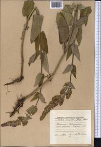 Salvia virgata Jacq., Middle Asia, Western Tian Shan & Karatau (M3) (Kyrgyzstan)