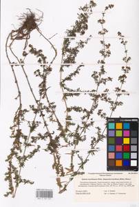 Galium humifusum M.Bieb., Eastern Europe, Lower Volga region (E9) (Russia)