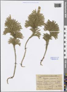 Dendrolycopodium juniperoideum (Sw.) A. Haines, Siberia, Russian Far East (S6) (Russia)